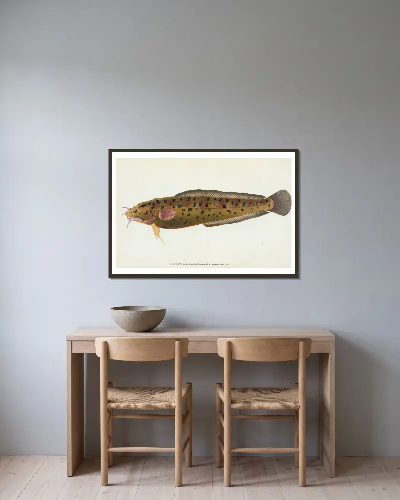 Cod, three-bearded, Gadus Tricirratus av Edward Donovan inramad på en vägg