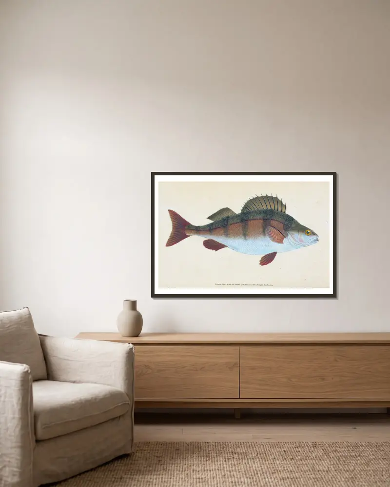 Flussbarsch, Perca fluviatilis von Edward Donovan gerahmt an einer Wand
