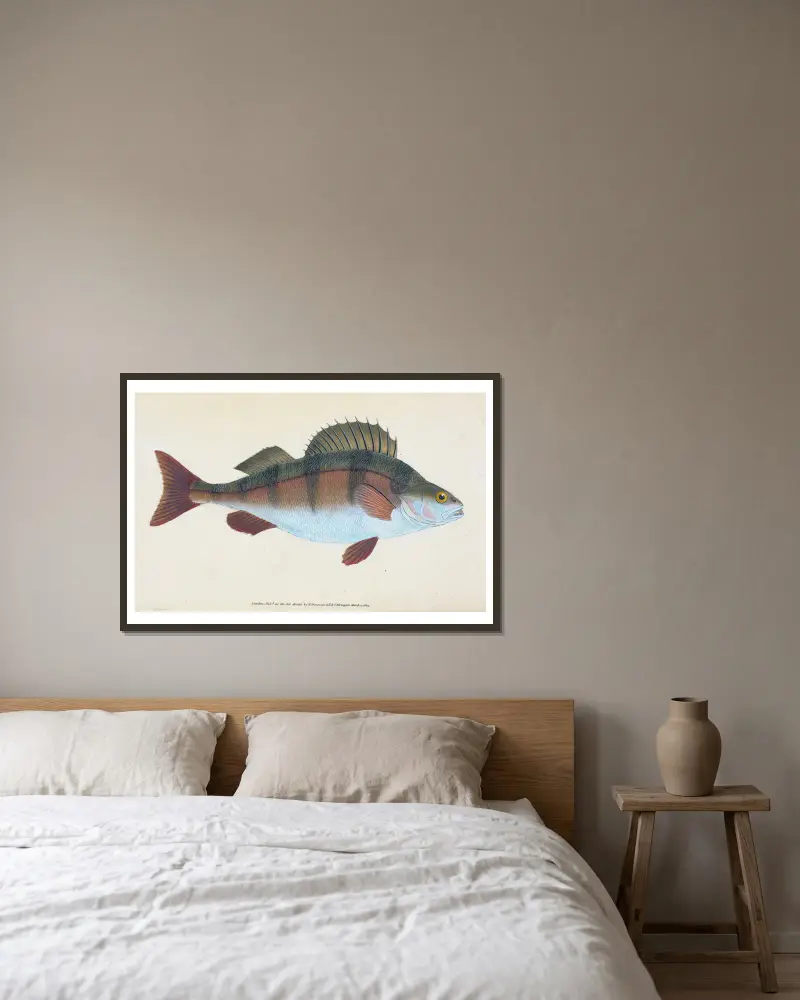 Flussbarsch, Perca fluviatilis von Edward Donovan gerahmt an einer Wand