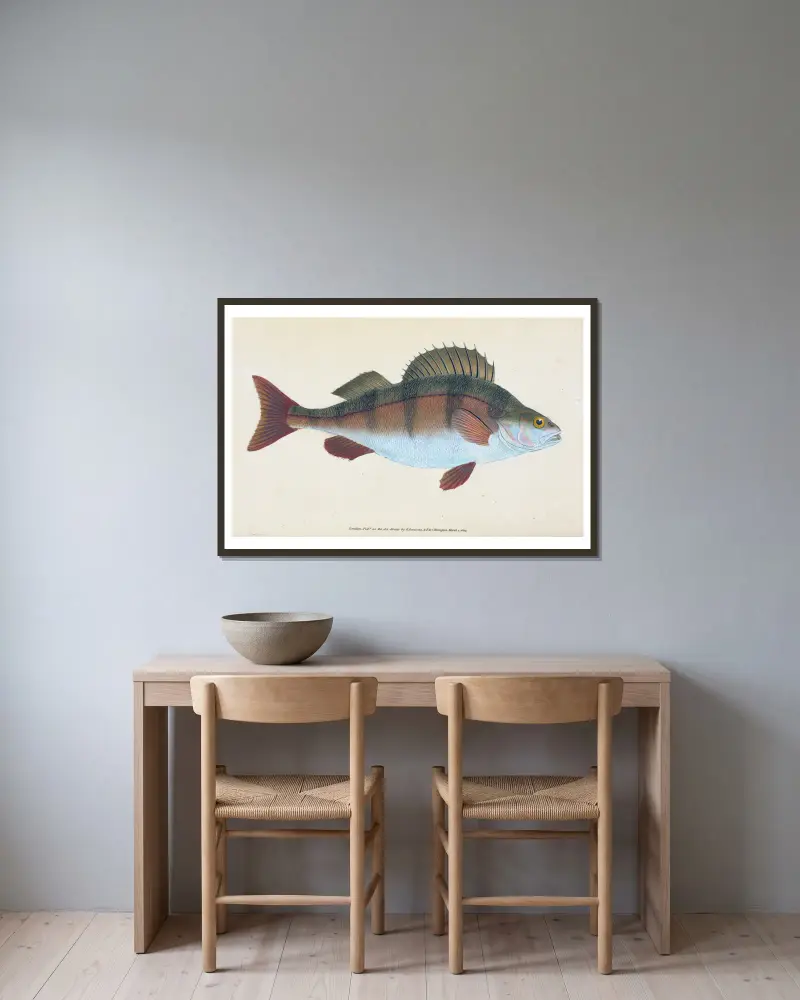 Flussbarsch, Perca fluviatilis von Edward Donovan gerahmt an einer Wand
