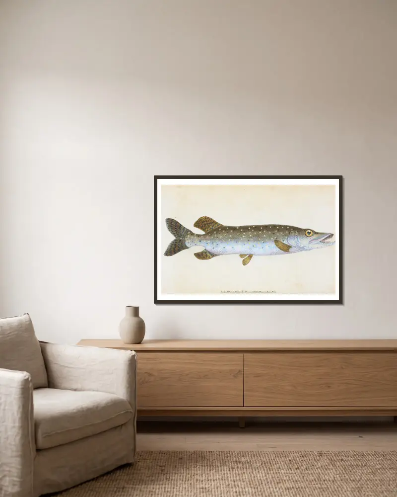 Hecht, Esox Lucius von Edward Donovan gerahmt an einer Wand