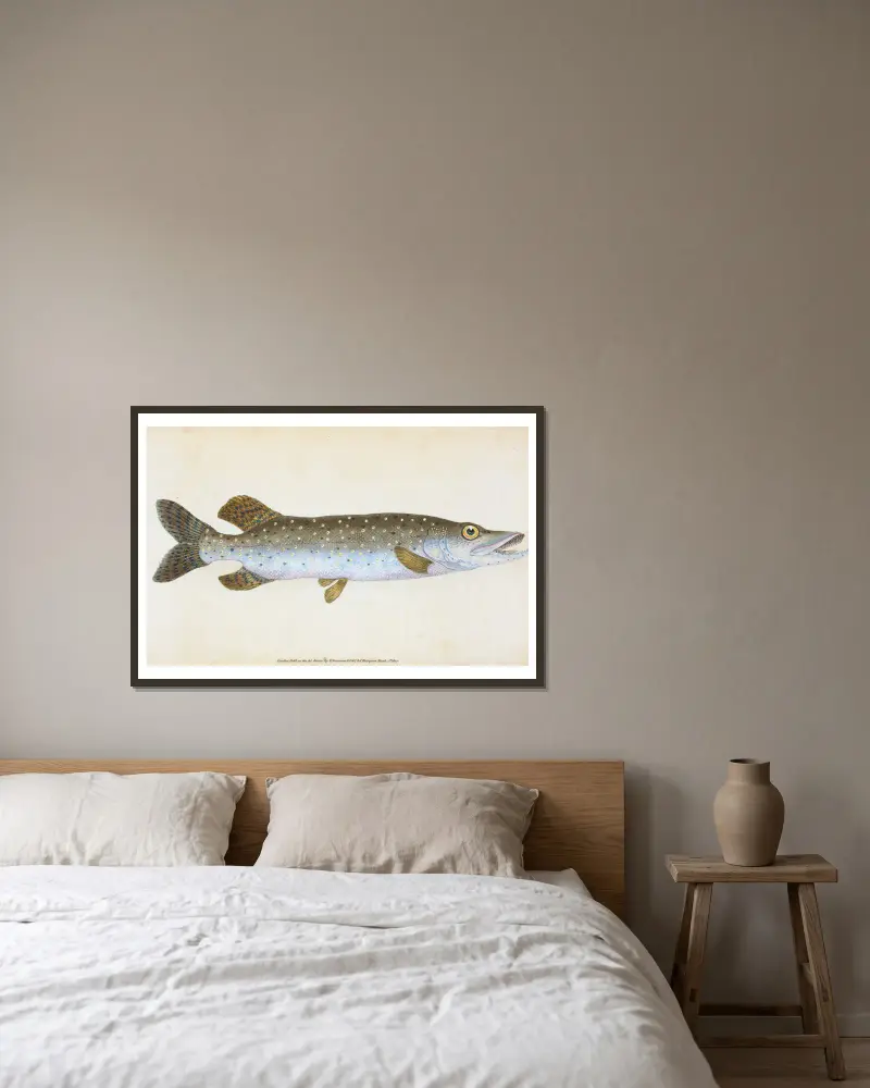 Hecht, Esox Lucius von Edward Donovan gerahmt an einer Wand
