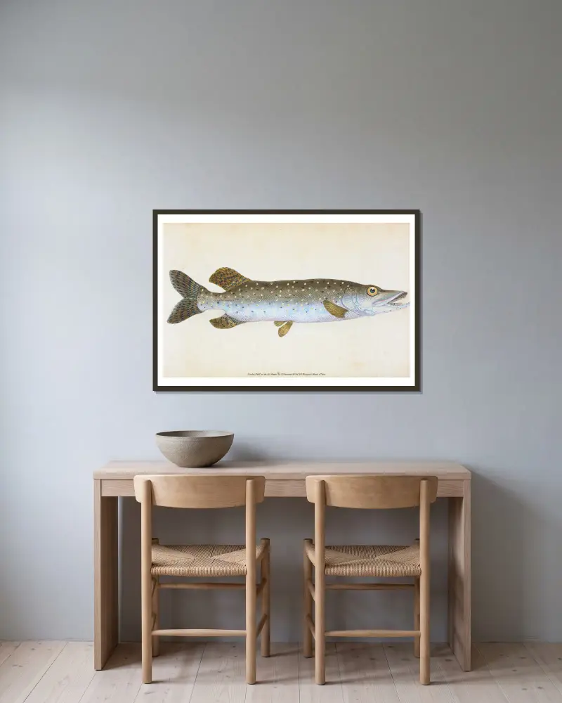 Hecht, Esox Lucius von Edward Donovan gerahmt an einer Wand