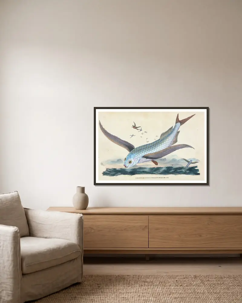 Flying-fish, Exocoetus Volitans av Edward Donovan inramad på en vägg