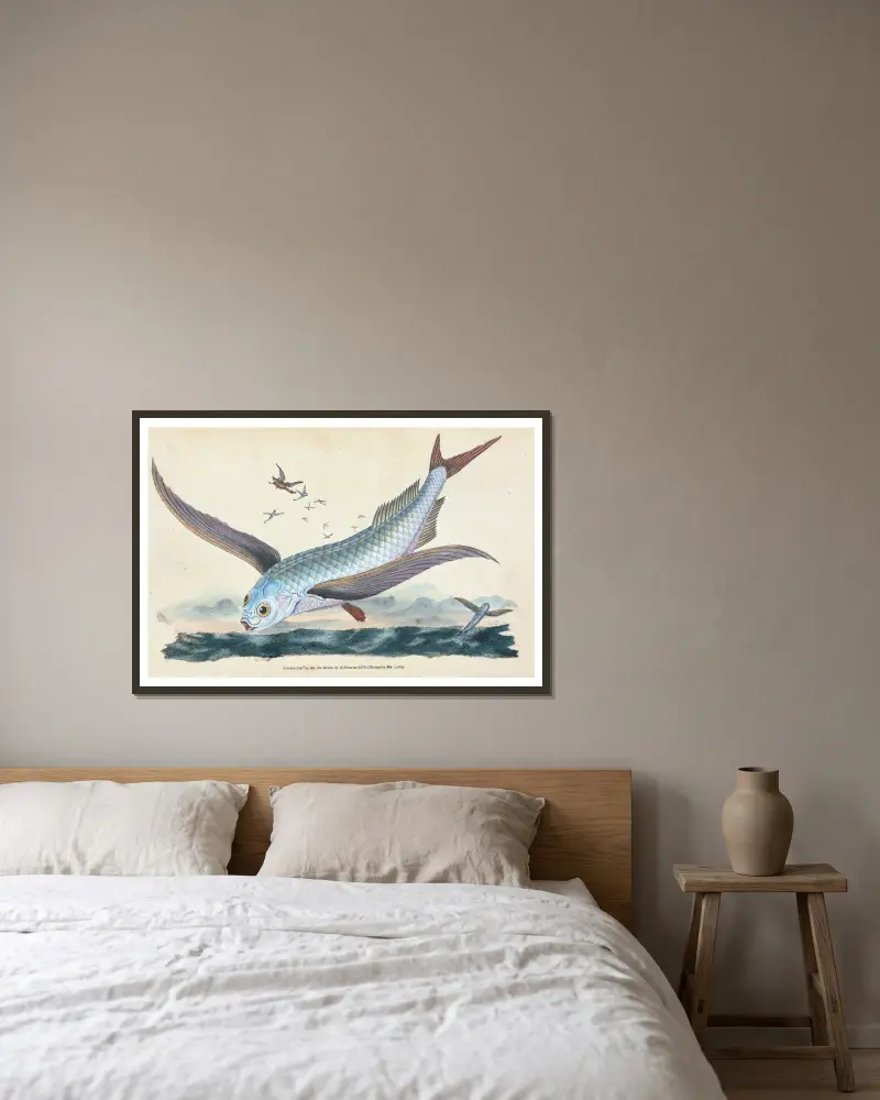 Flying-fish, Exocoetus Volitans av Edward Donovan inramad på en vägg