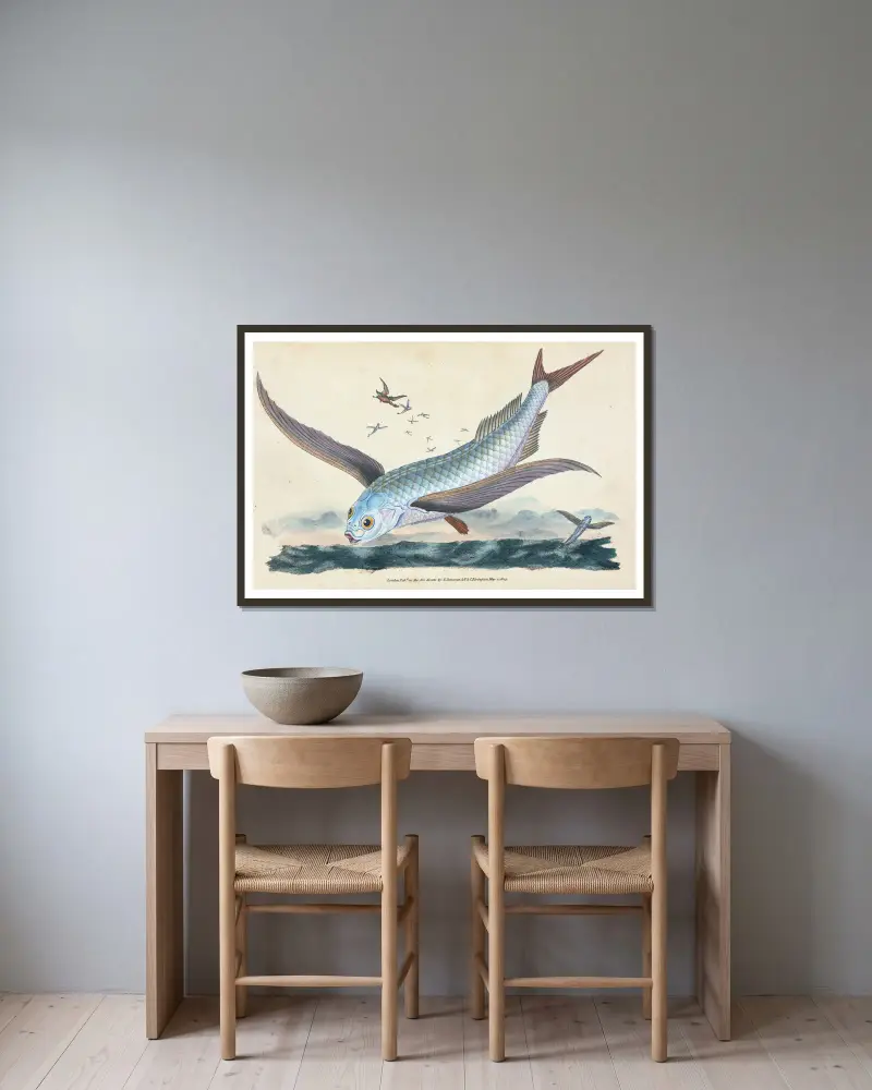 Flying-fish, Exocoetus Volitans av Edward Donovan inramad på en vägg