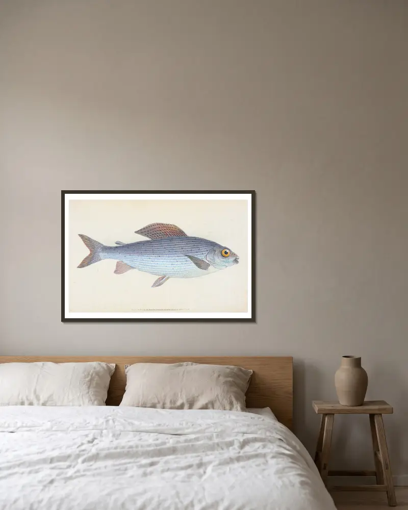 Äsche, Salmo Thymallus von Edward Donovan gerahmt an einer Wand