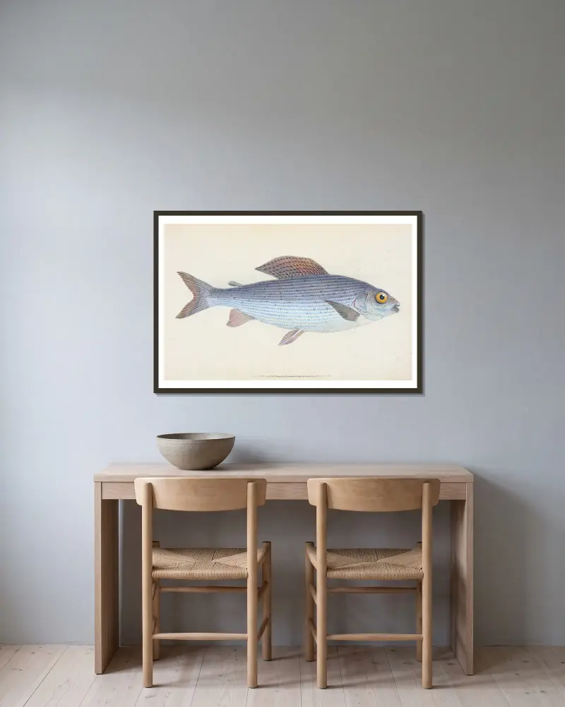 Äsche, Salmo Thymallus von Edward Donovan gerahmt an einer Wand