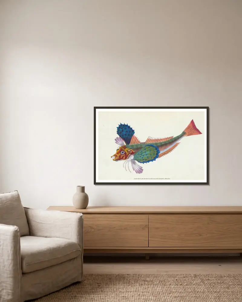 Gurnard, sapphirine, Trigla Hirundo av Edward Donovan inramad på en vägg