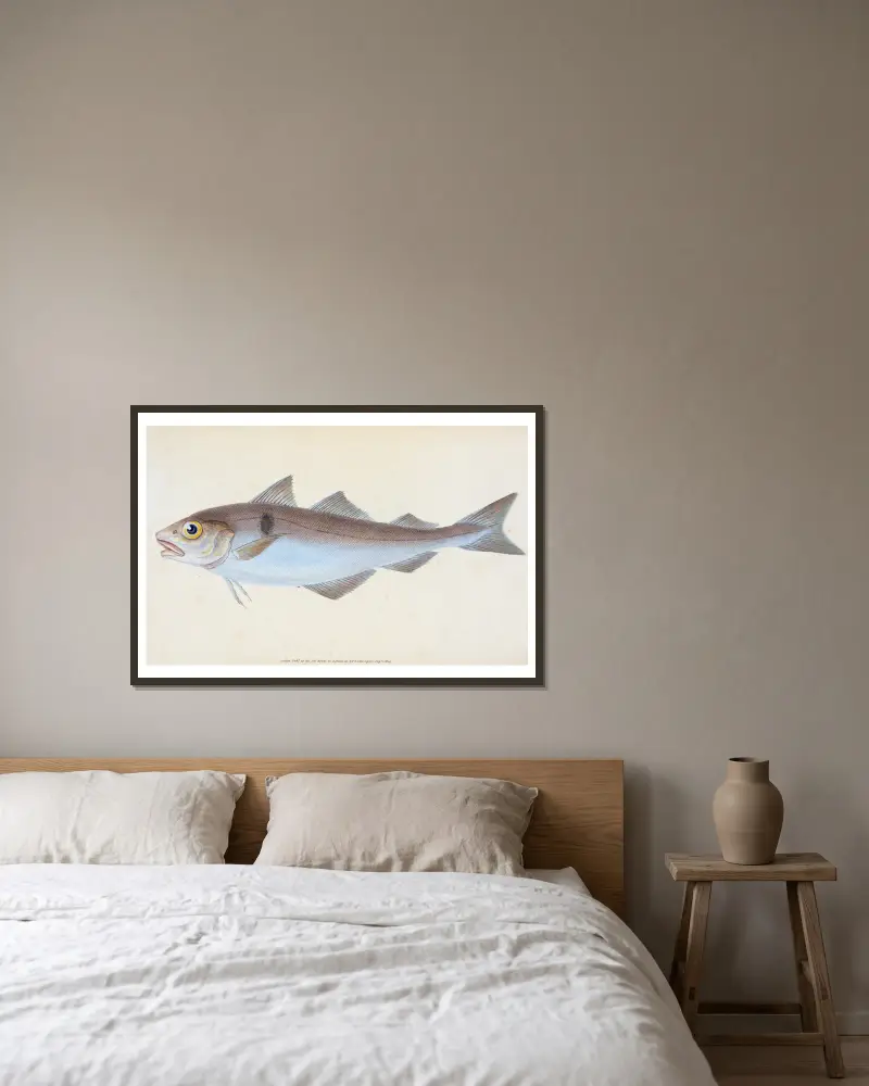 Haddock, Gadus Æglefinus von Edward Donovan gerahmt an einer Wand