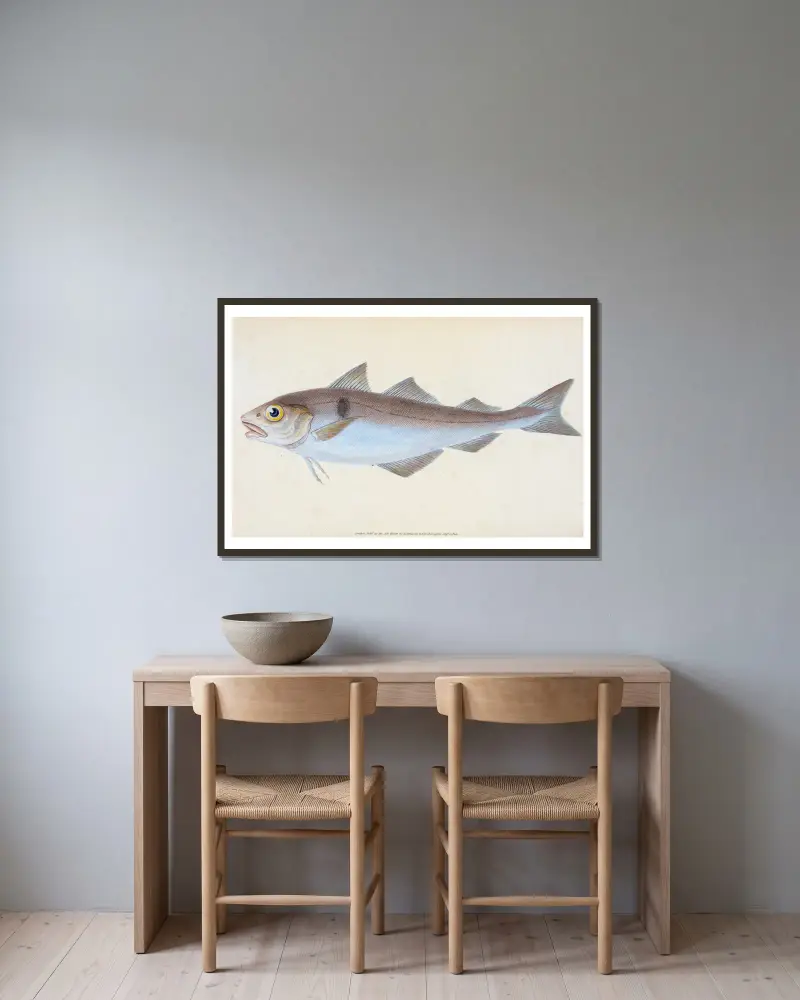 Haddock, Gadus Æglefinus von Edward Donovan gerahmt an einer Wand