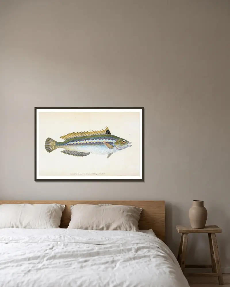 Indented-striped Wrasse, Labrus Julis av Edward Donovan inramad på en vägg