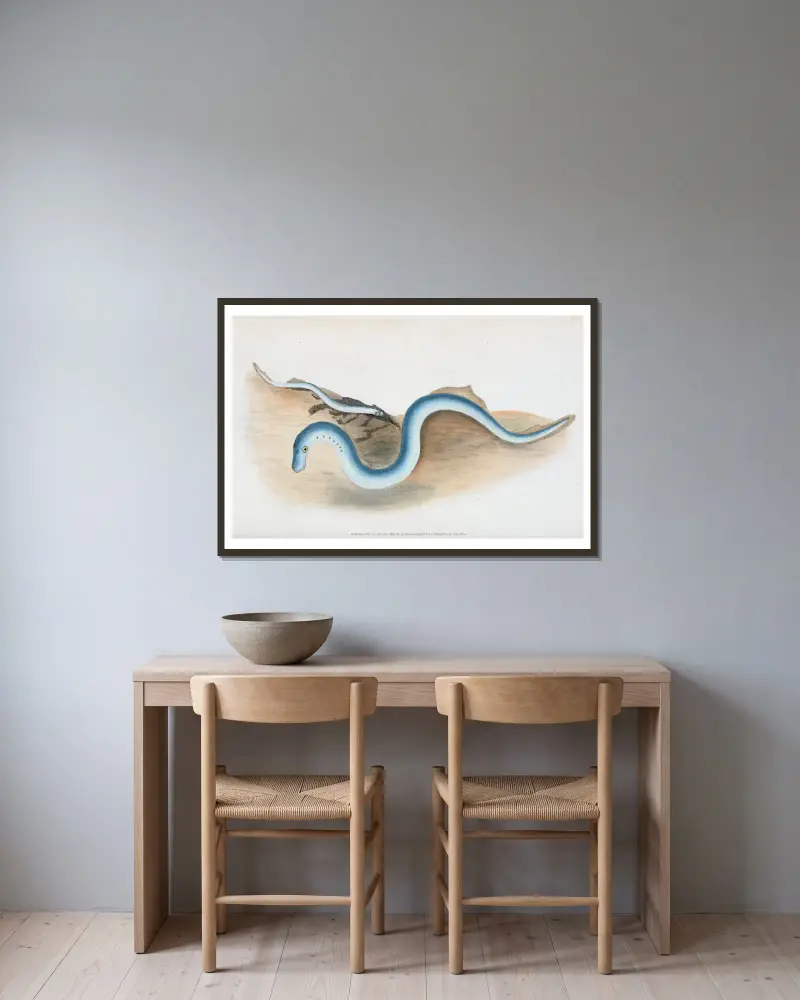 Lesser Lamprey, Petromyzon fluvialitis av Edward Donovan inramad på en vägg