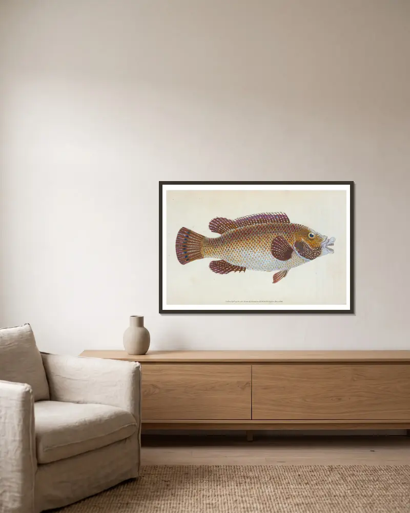 Old Wife Wrasse, Labrus Tinca av Edward Donovan inramad på en vägg