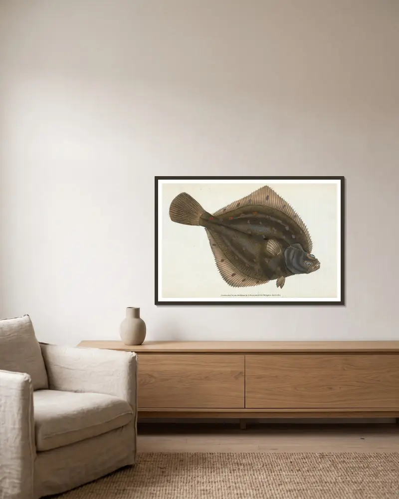 Plaice, Pleuronectes Platessa, Edward Donovan v rámu na stěně
