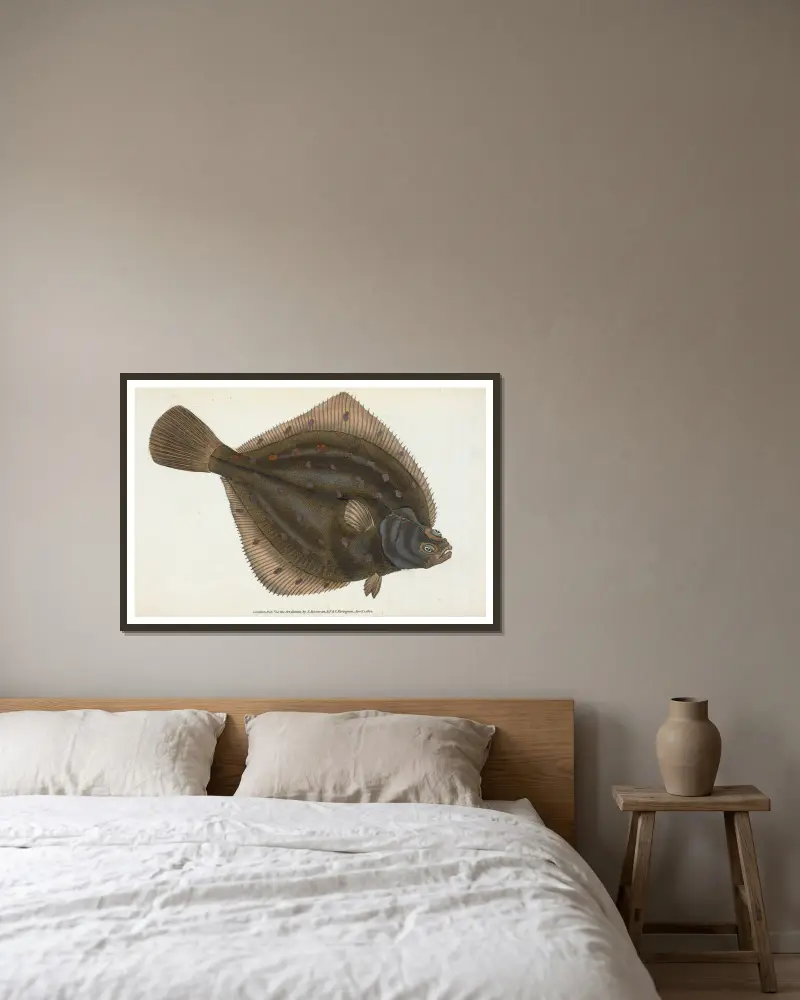 Plaice, Pleuronectes Platessa, Edward Donovan v rámu na stěně