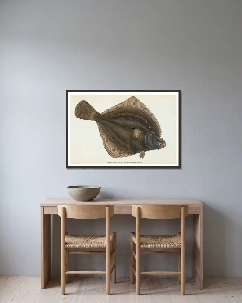 Plaice, Pleuronectes Platessa, Edward Donovan v rámu na stěně