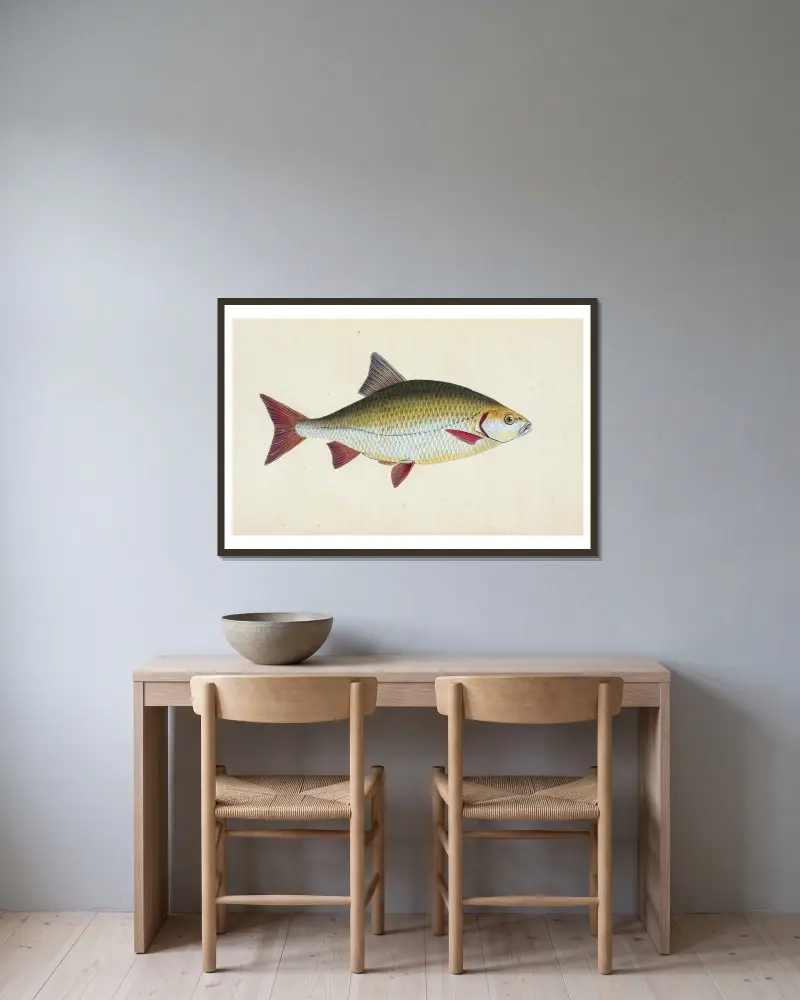Rotfeder, Cyprinus erythrophthalmus von Edward Donovan gerahmt an einer Wand