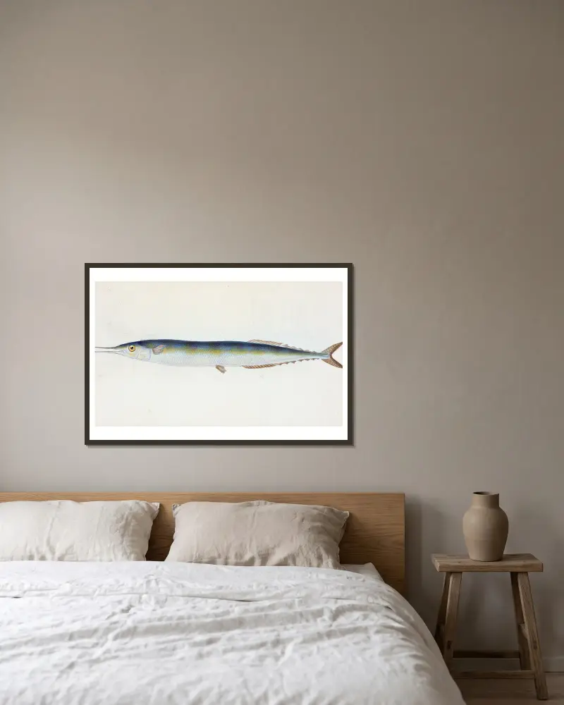 Saury, or Skipper Pike, Esox saurus av Edward Donovan inramad på en vägg