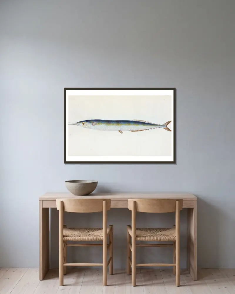 Saury, or Skipper Pike, Esox saurus av Edward Donovan inramad på en vägg