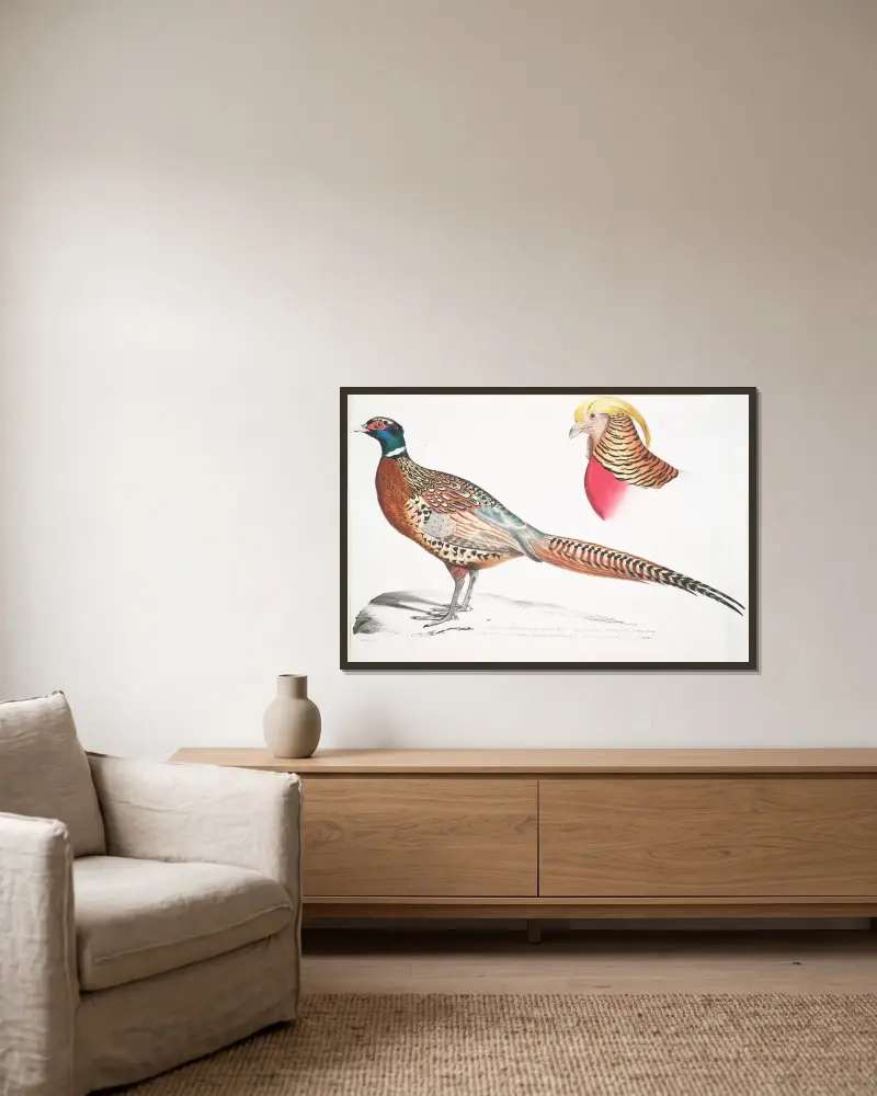 1. Kinesisk ringhalsad fasan, Phasianus torquatus; 2. Huvud av guldfasan, Chrysolophus pictus av John Edward Gray inramad på en vägg