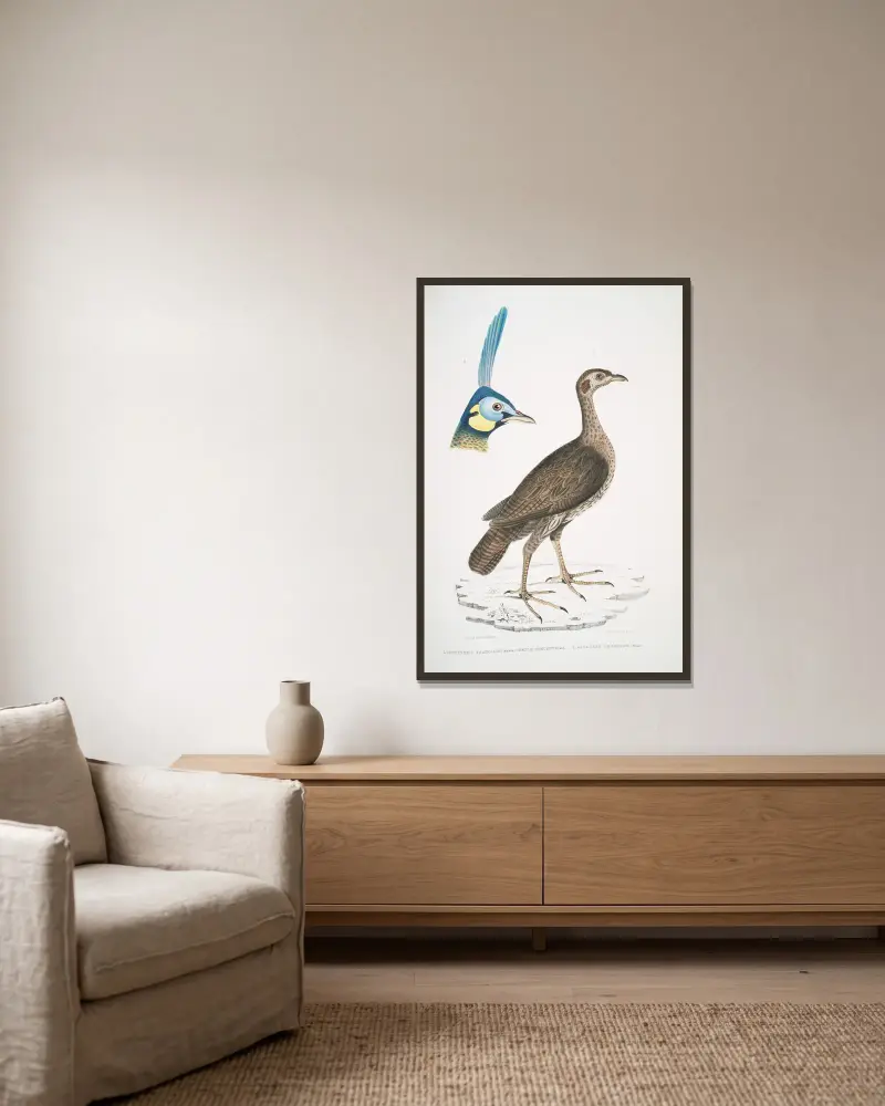1. Koncentrisk frankolin (hona), Perdix concentrica; 2. Javapåfågel, Pavo muticus. (Huvud) av John Edward Gray inramad på en vägg