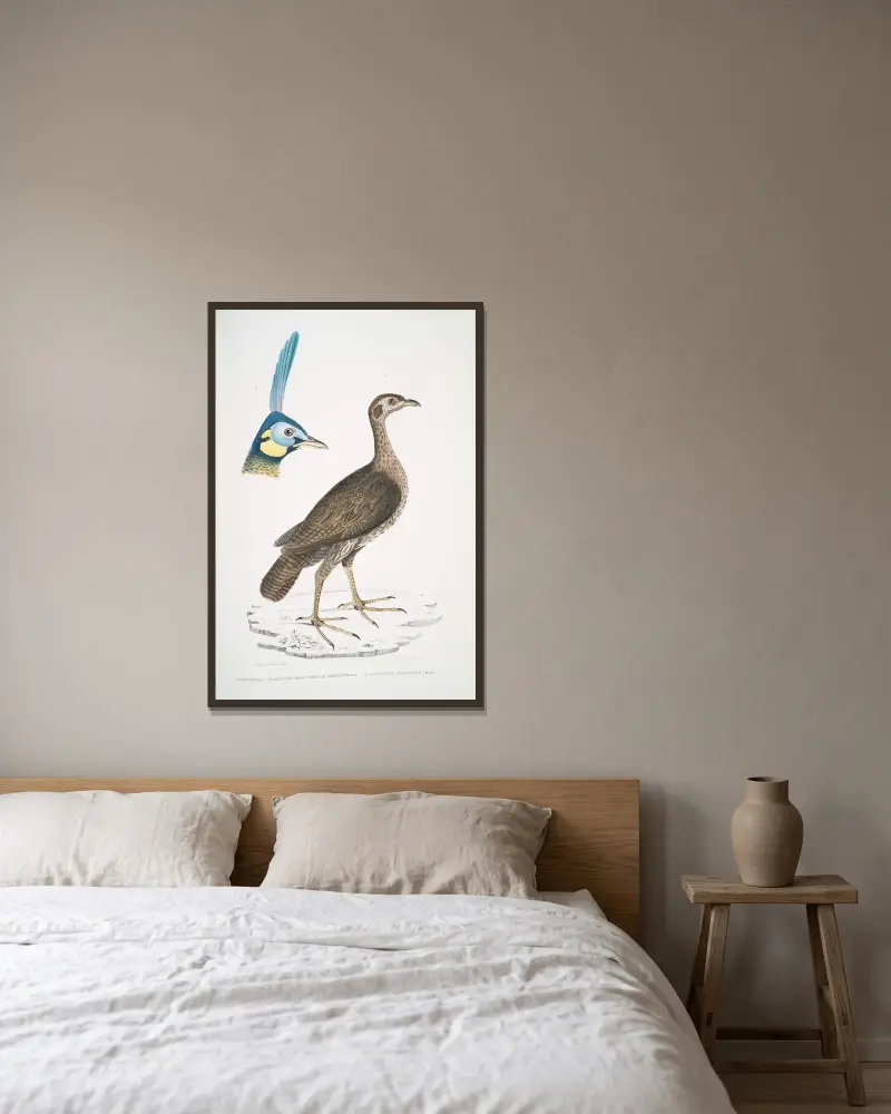 1. Koncentrisk frankolin (hona), Perdix concentrica; 2. Javapåfågel, Pavo muticus. (Huvud) av John Edward Gray inramad på en vägg