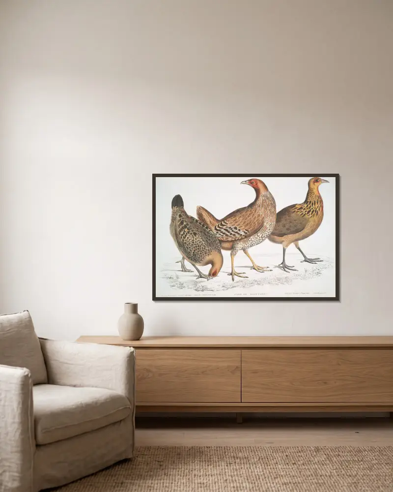 1. Javahöna, Gallus furcatus; 2. Lord Stanleys höna, Gallus Stanleyi; 3. Banks höna, Gallus Bankiva. av John Edward Gray inramad på en vägg