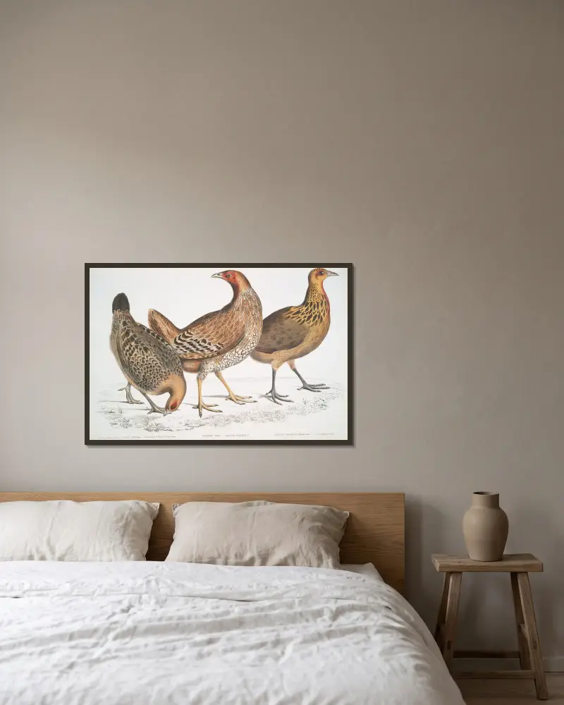 1. Javahöna, Gallus furcatus; 2. Lord Stanleys höna, Gallus Stanleyi; 3. Banks höna, Gallus Bankiva. av John Edward Gray inramad på en vägg