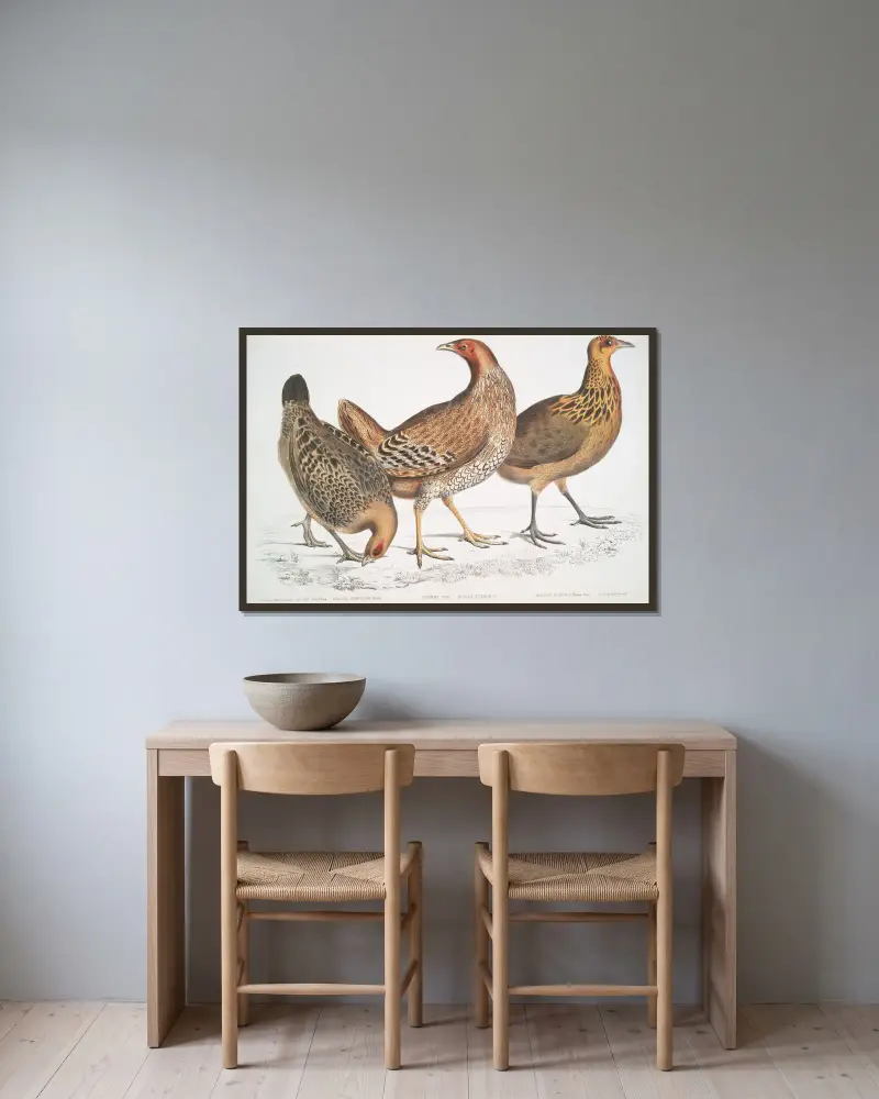 1. Javahöna, Gallus furcatus; 2. Lord Stanleys höna, Gallus Stanleyi; 3. Banks höna, Gallus Bankiva. av John Edward Gray inramad på en vägg