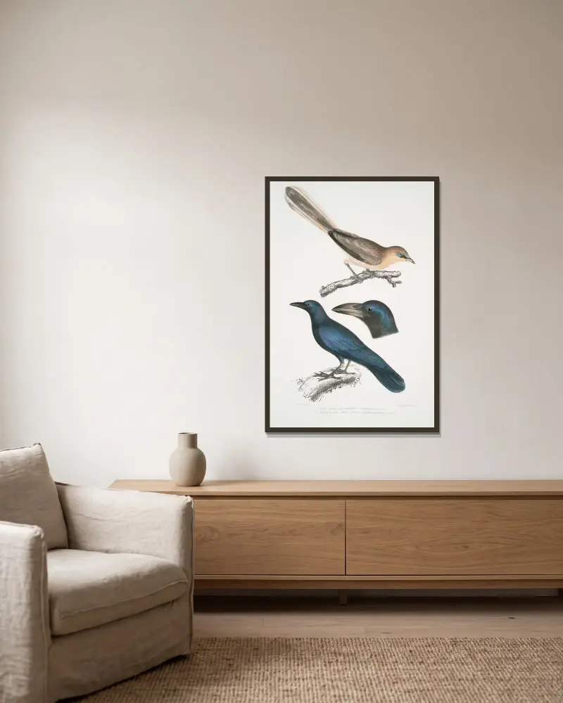 1. Blekgrå nötskrika, Garrulus albifrons; 2. Stornäbbad kråka, Corvus macrorhynchus. av John Edward Gray inramad på en vägg