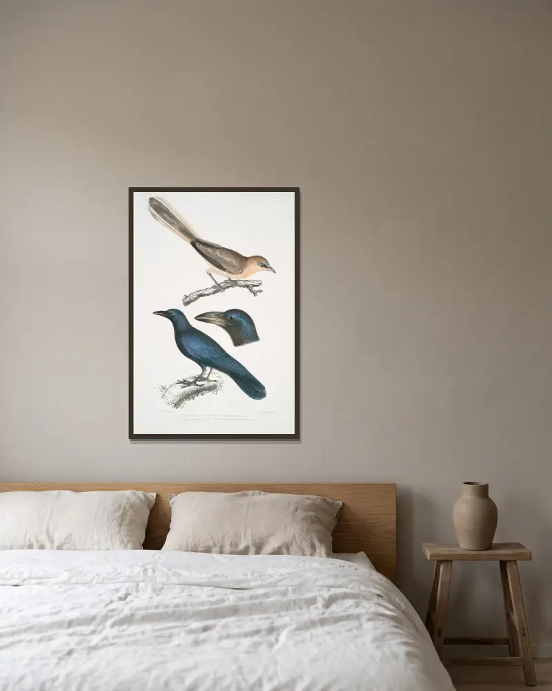 1. Blekgrå nötskrika, Garrulus albifrons; 2. Stornäbbad kråka, Corvus macrorhynchus. av John Edward Gray inramad på en vägg