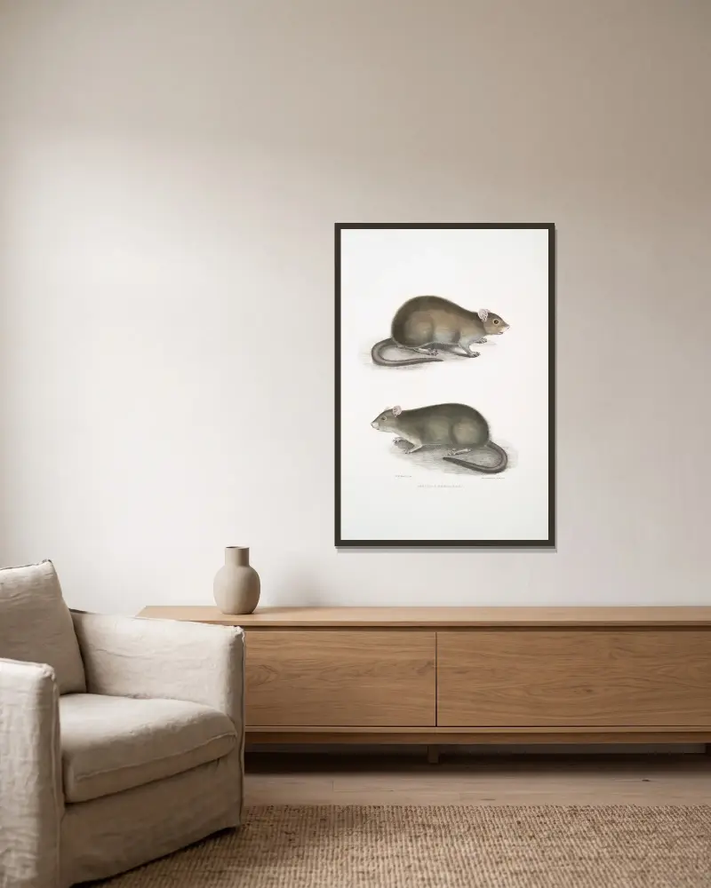 Bengalische Wühlmaus, Arvicola bengalensis von John Edward Gray gerahmt an einer Wand