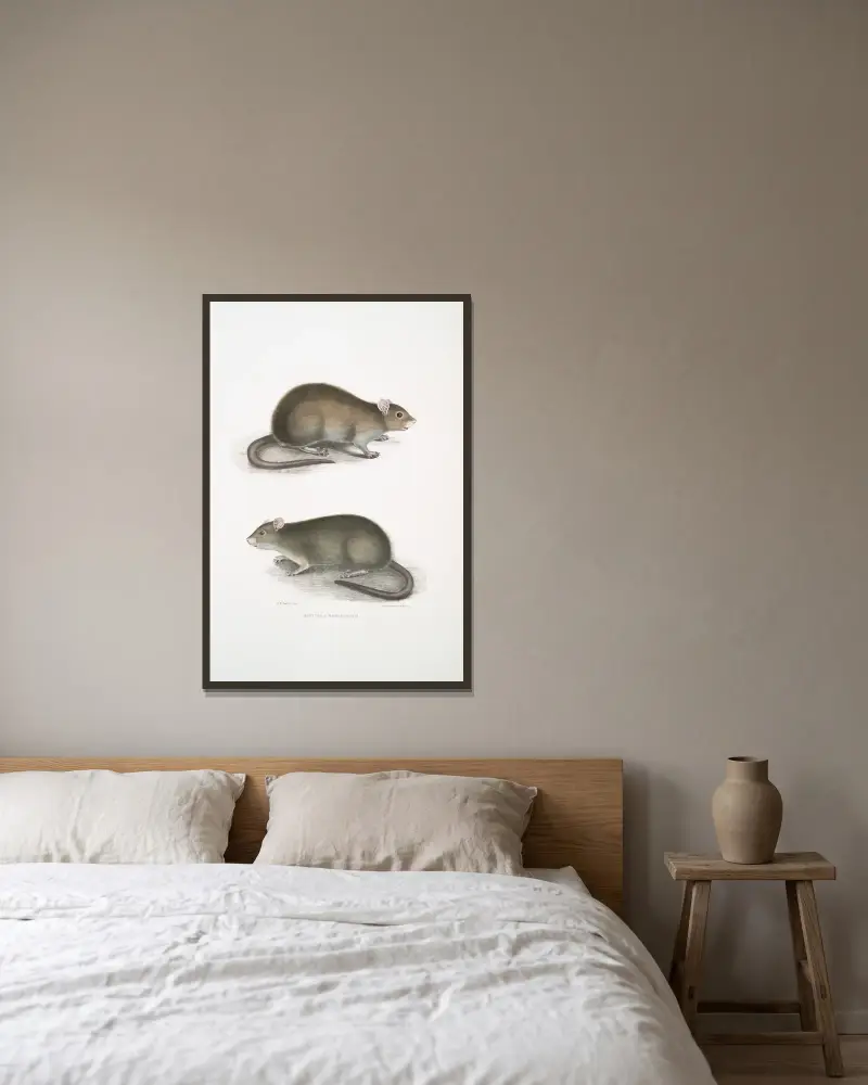 Bengalische Wühlmaus, Arvicola bengalensis von John Edward Gray gerahmt an einer Wand