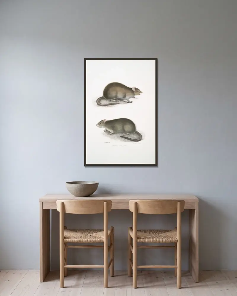 Bengalische Wühlmaus, Arvicola bengalensis von John Edward Gray gerahmt an einer Wand