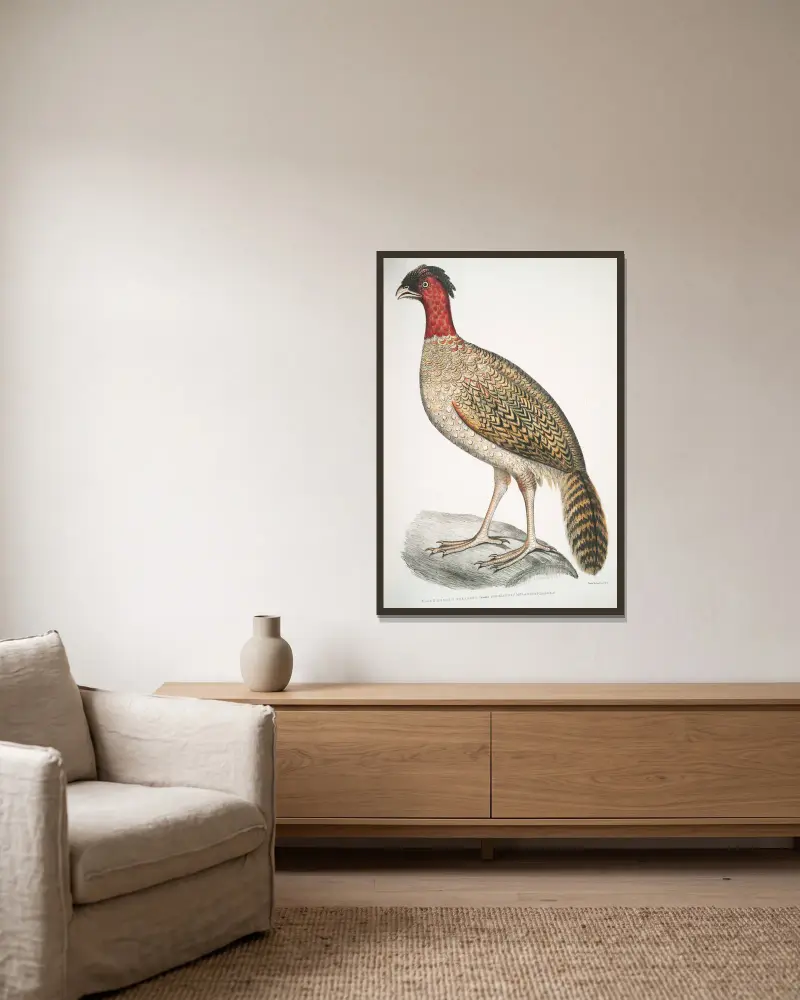 Svarthuvad fasan, Phasianus melanocephalus. Hona. av John Edward Gray inramad på en vägg
