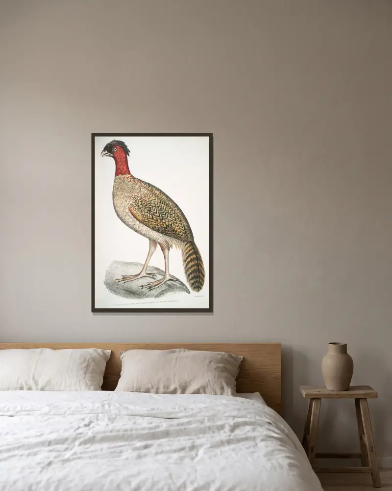 Svarthuvad fasan, Phasianus melanocephalus. Hona. av John Edward Gray inramad på en vägg