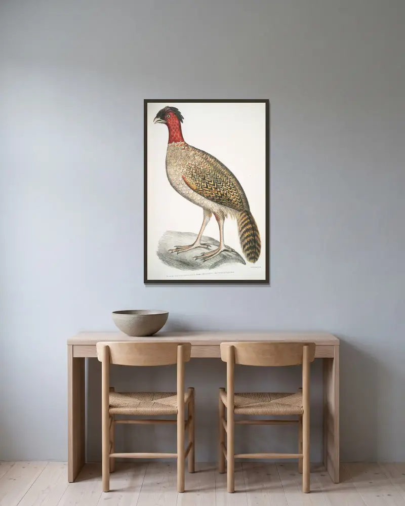 Svarthuvad fasan, Phasianus melanocephalus. Hona. av John Edward Gray inramad på en vägg