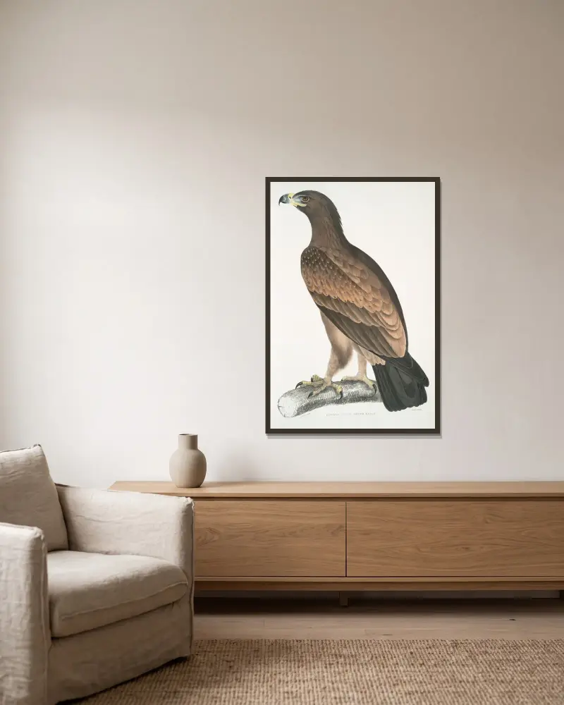 Brauner Adler, Aquilla fusca. von John Edward Gray gerahmt an einer Wand