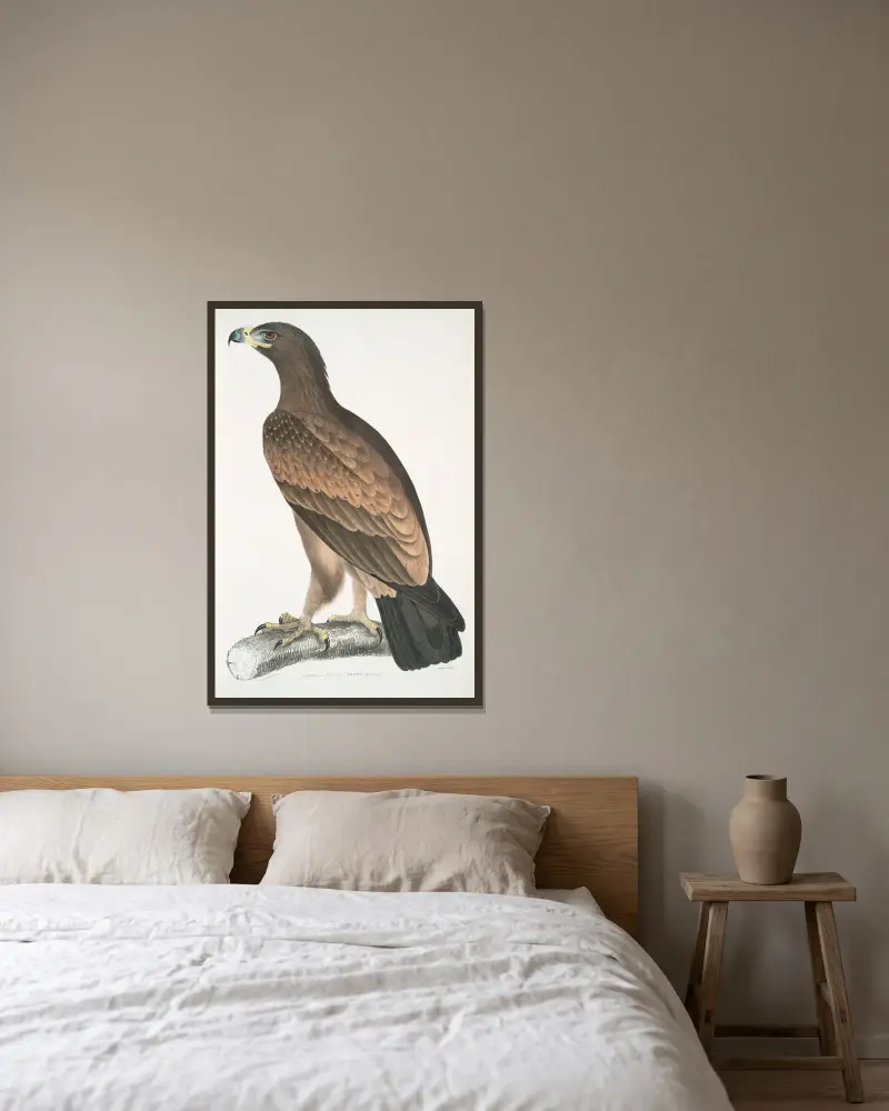 Brauner Adler, Aquilla fusca. von John Edward Gray gerahmt an einer Wand