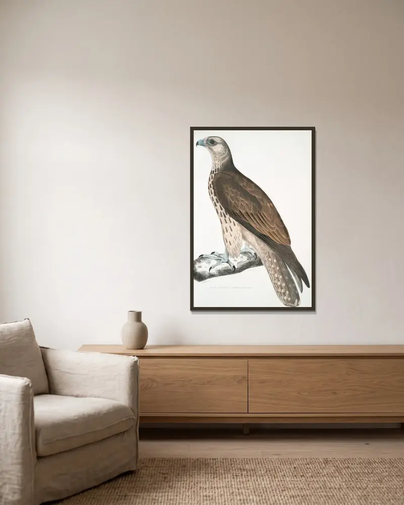Cherrug Falcon, Falco cherrug. av John Edward Gray inramad på en vägg