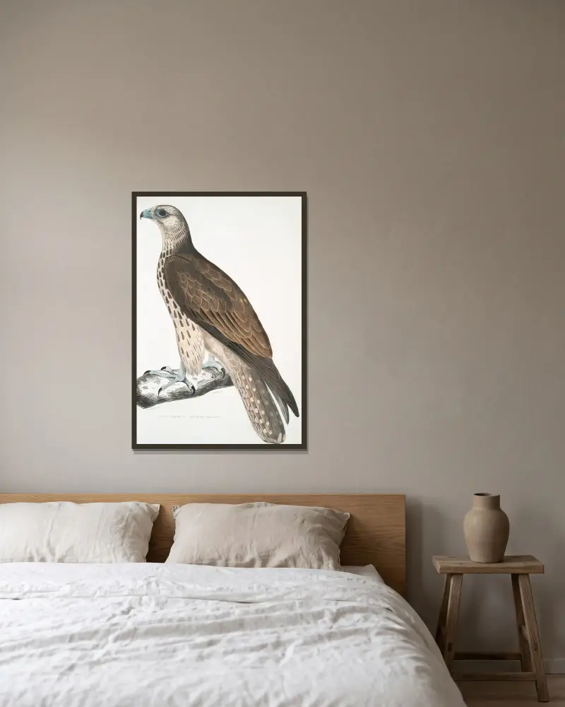 Cherrug Falcon, Falco cherrug. av John Edward Gray inramad på en vägg
