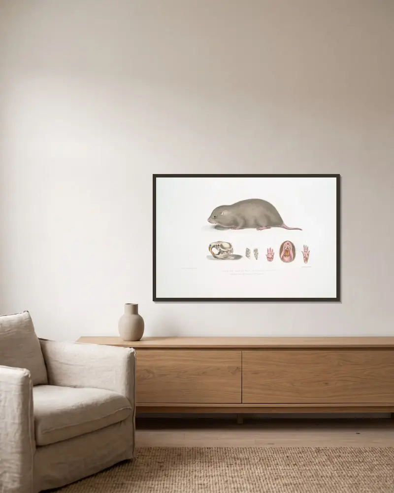 Chinese Bamboo Rat, Rhizomys Sinensis av John Edward Gray inramad på en vägg