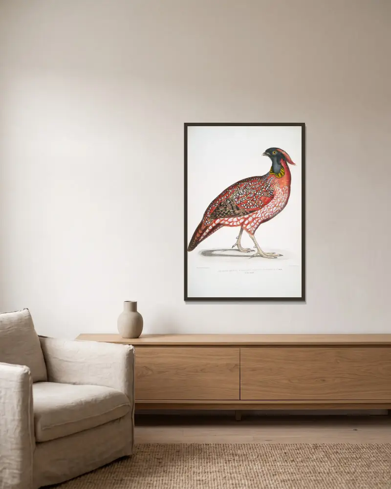 Chinesischer Hornfasan, Satyra Temminckii von John Edward Gray gerahmt an einer Wand