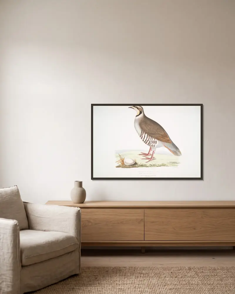 Chukarhöna, Perdix chukar. Indien. Naturlig storlek. av John Edward Gray inramad på en vägg