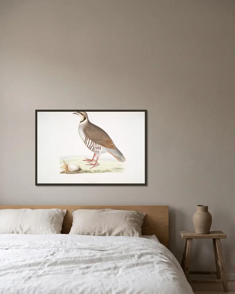 Chukarhöna, Perdix chukar. Indien. Naturlig storlek. av John Edward Gray inramad på en vägg