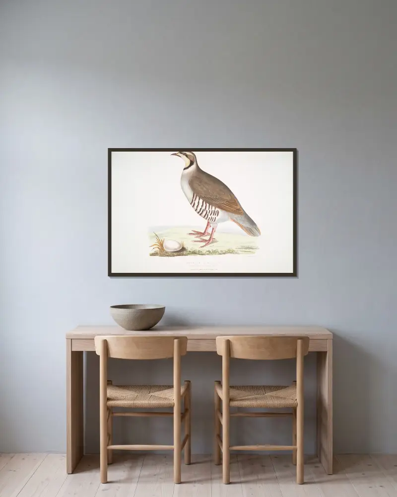 Chukarhöna, Perdix chukar. Indien. Naturlig storlek. av John Edward Gray inramad på en vägg