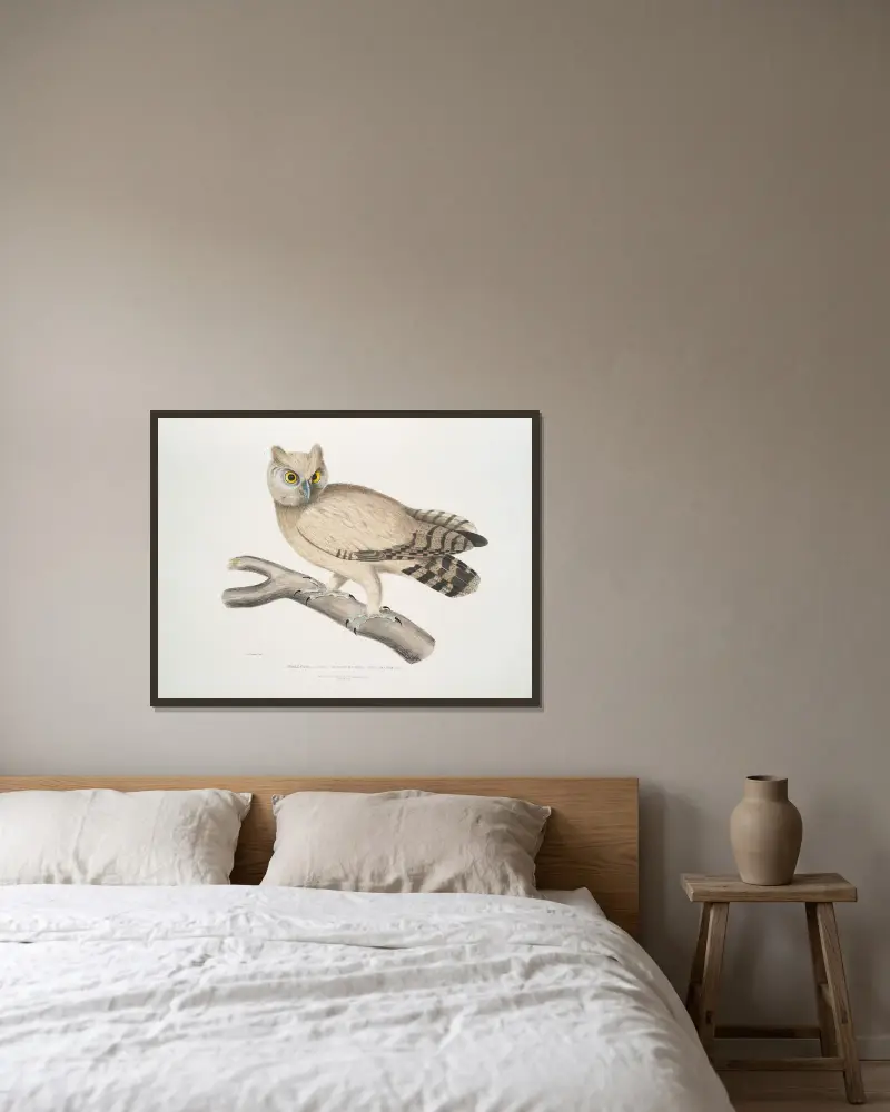 Coromandel Owl, Strix Coromandra. av John Edward Gray inramad på en vägg