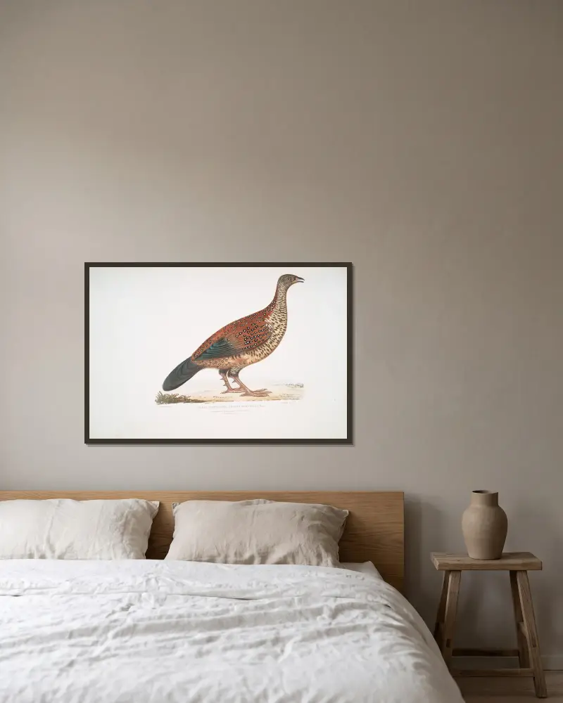 Curria Partridge, Perdix Hardwickii. av John Edward Gray inramad på en vägg