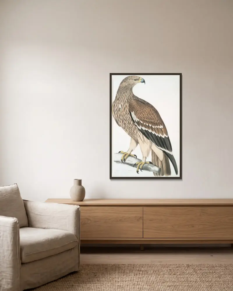 Kungsörn, Aquila heliaca. Hona. av John Edward Gray inramad på en vägg
